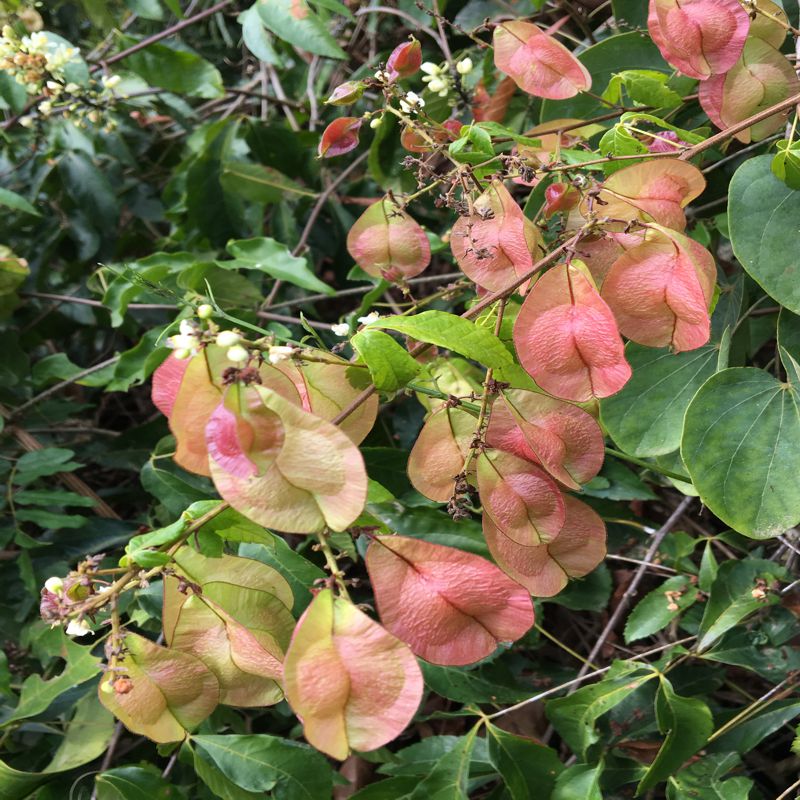 Urvillea (Sapindaceae)