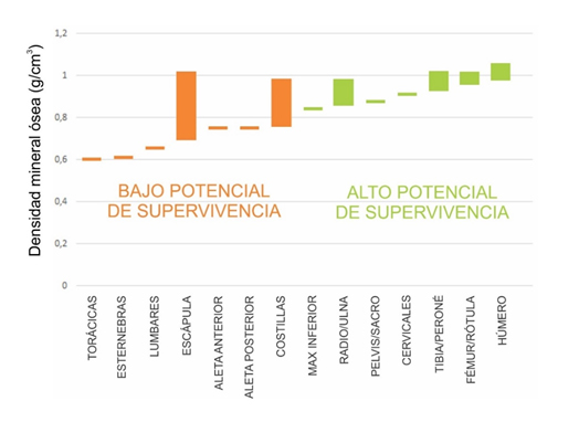 Definición de los conjuntos de alto y bajo potencial de supervivencia en función de los valores de densidad mineral ósea 