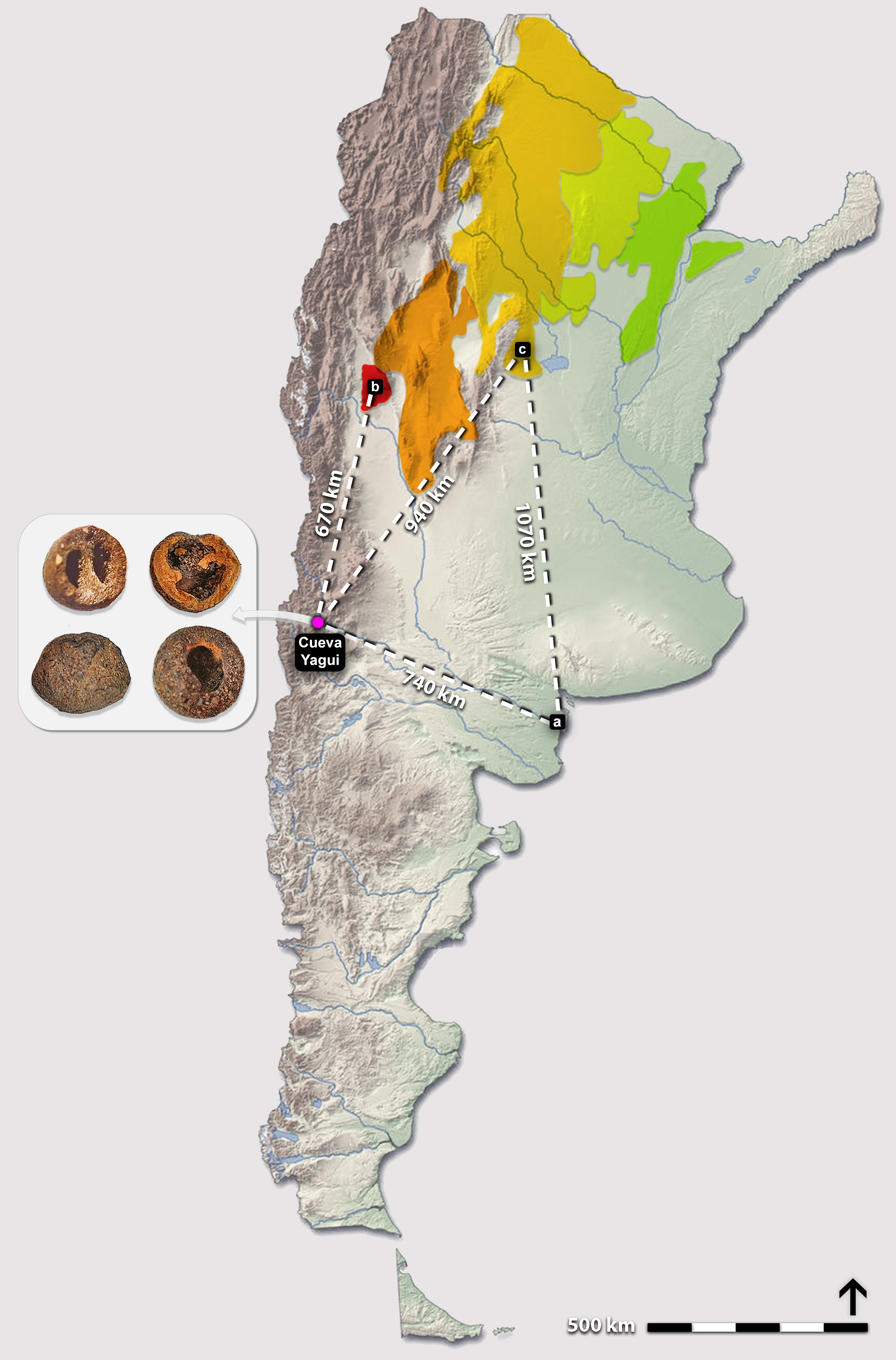 Mapa de Argentina con áreas de distribución y hallazgos, con distancias entre los sitios considerados.