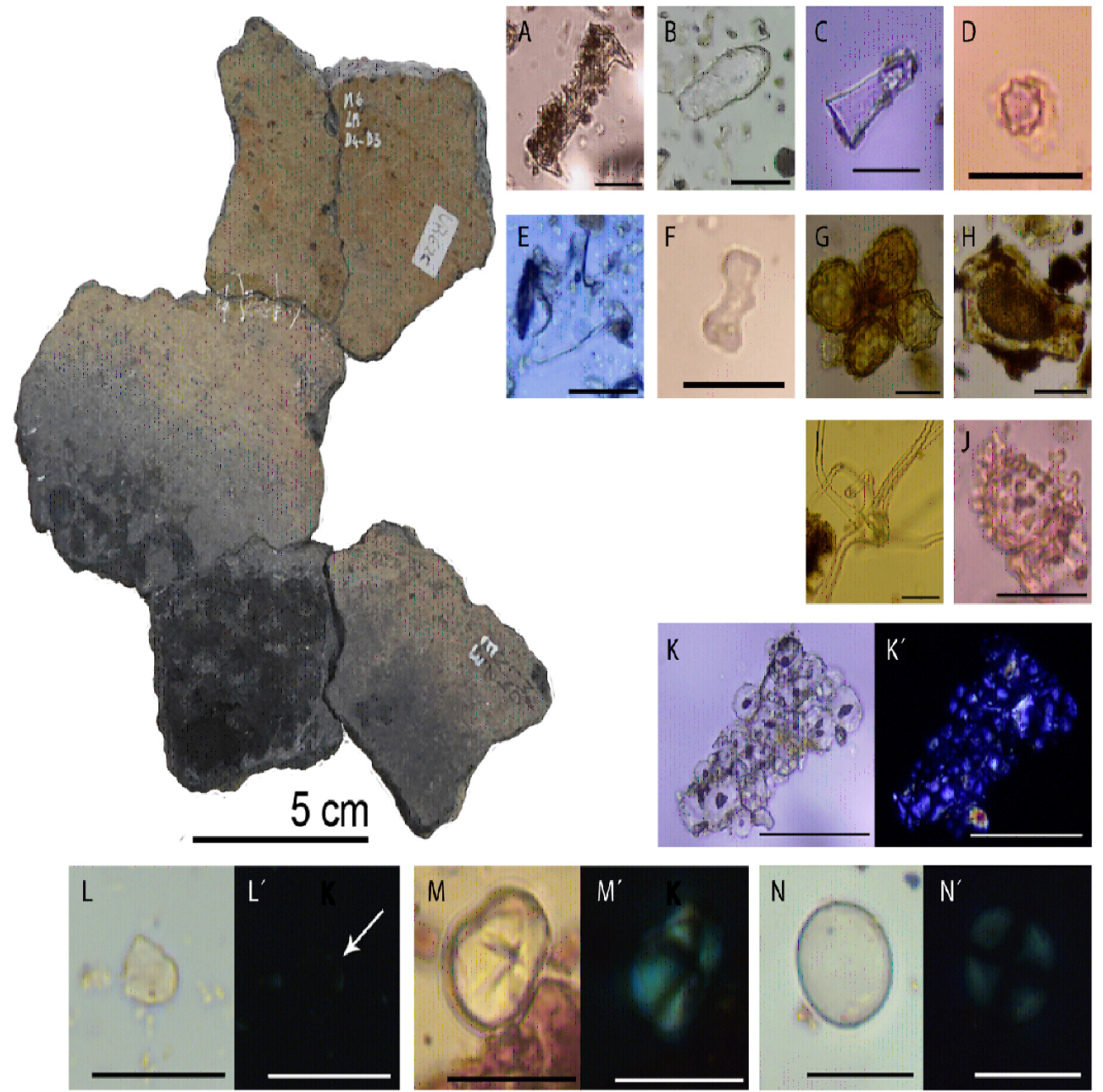 Cerámica y microfósiles identificados.