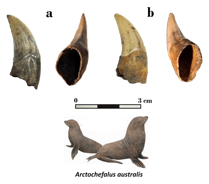 Caninos mandibulares correspondientes a pinnípedos y figura descriptiva de una de las especies. 